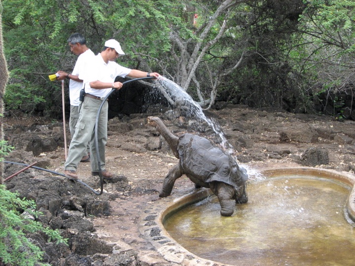Lonesome George