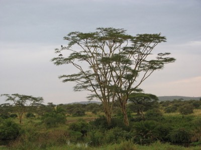 Acacia tree