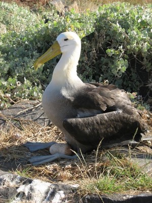Albatross