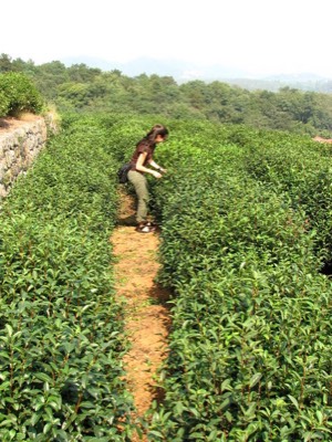 Amateur tea picker