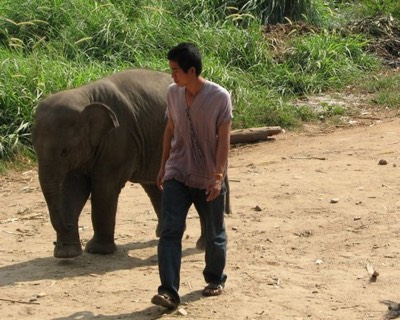 Baby elephant and his mahout