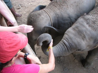 Baby elephant trunks are smooth