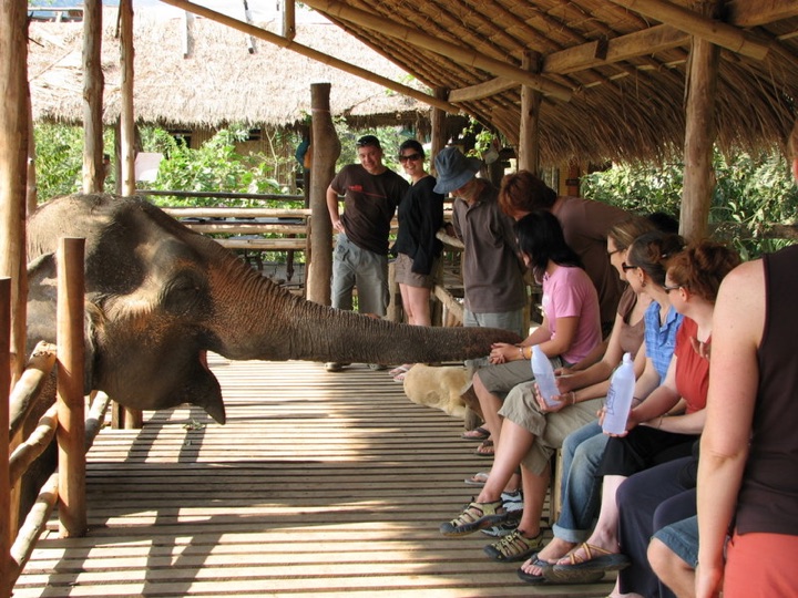 Big hungry elephant