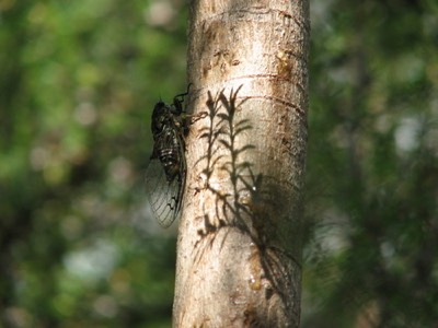Big nz bug