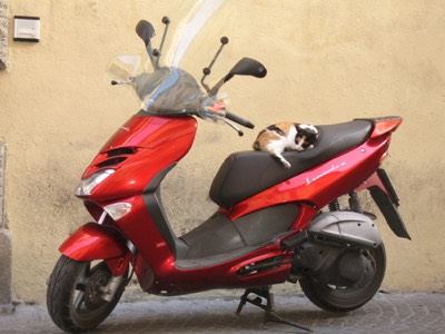 Biker cat