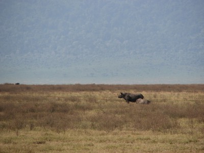 Black rhino