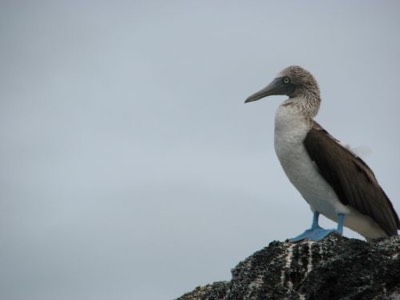 Blue Footed Boobie