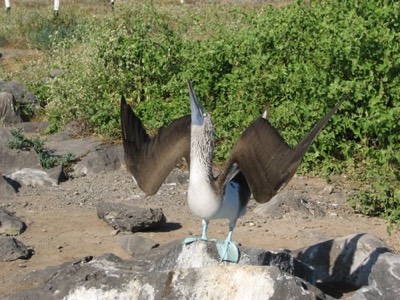 Blue Footed Boobie Dance