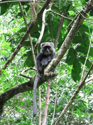 Blue monkey