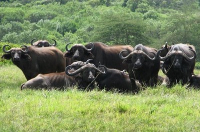 Buffalo