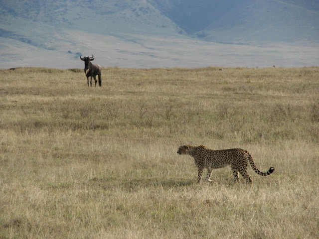 Cheetah and wildebeest