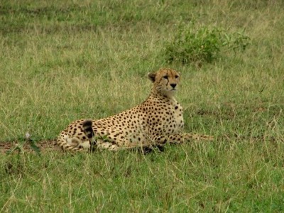 Cheetah in serengeti