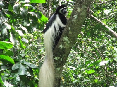 Colobus monkey