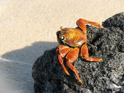 Colorful Crab