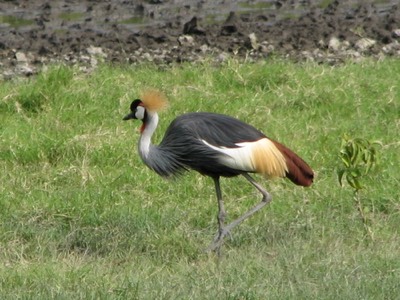 Crested crane