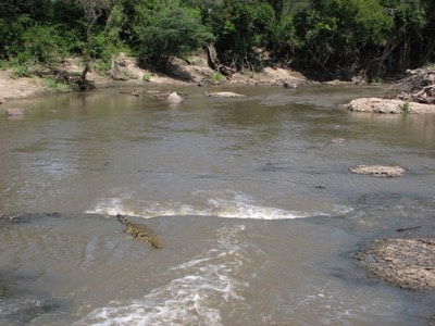 Crocodiles in river