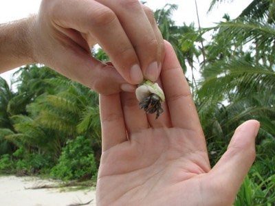 Disturbing the hermit crabs