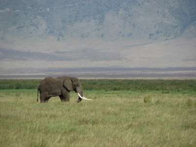 Elephant and crater wall