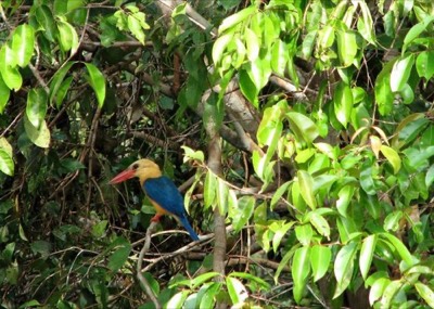Exotic birds in borneo