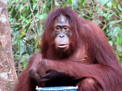 Female orang utan