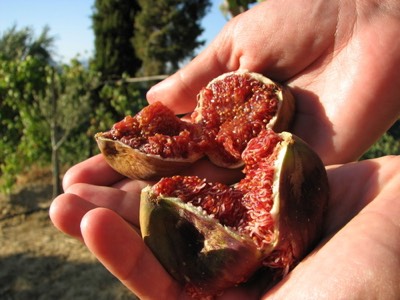 Figs