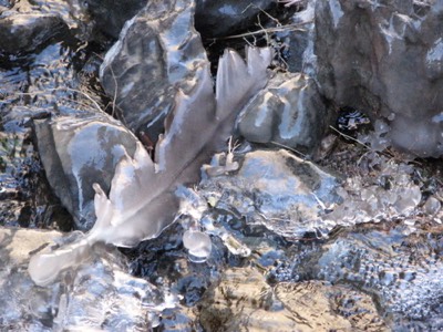 Frozen vulture feather