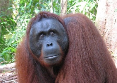 Full grown male