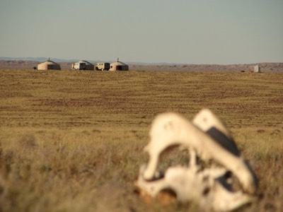 Ger with camel skull