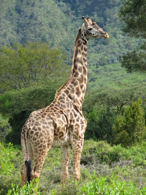 Giraffe
