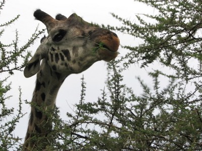 Giraffe eating