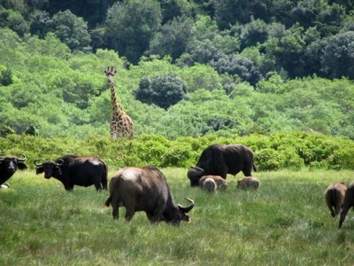 Giraffe warthog and buffalo