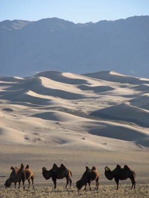 Group of camels at san dunes