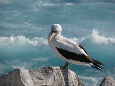 Gull