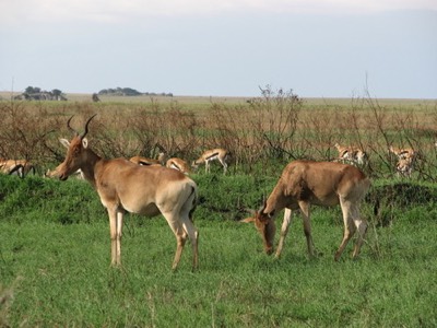 Hartebeests and gazelles