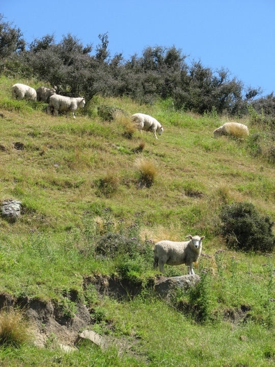 Hillside with sheep 1