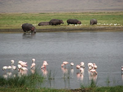 Hippo and flamingo
