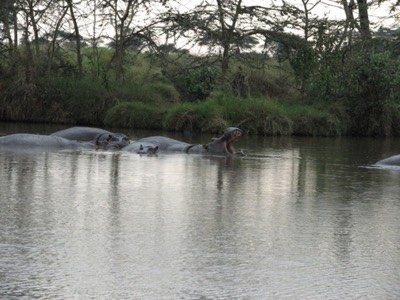 Hungry hungry hippo