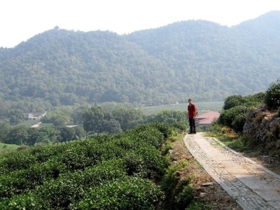 Joe at longjing tea plantations