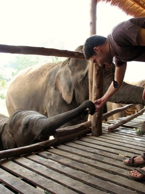 Joe feeding baby elephant peeled bananas
