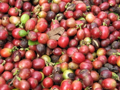 Lao coffee berries