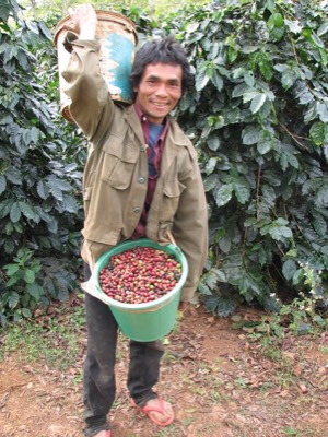 Lao coffee picker