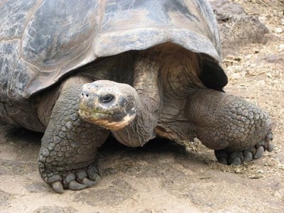 Large Tortoise