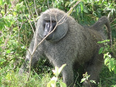 Large baboon