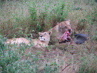 Lion breakfast