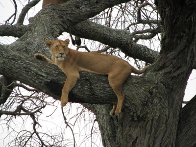 Lioness on a tree