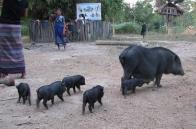 Lots of piggies