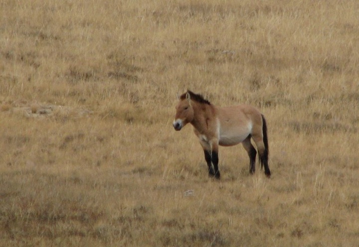 Male tahki horse