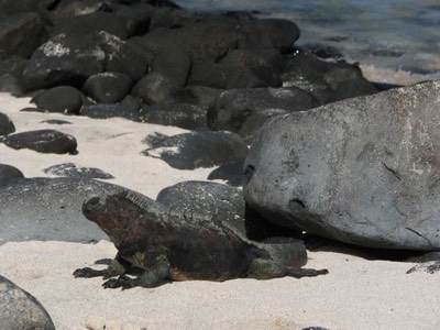 Marine Iguana 2