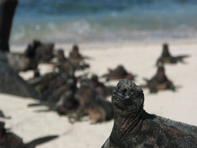 Marine Iguana 4