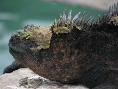 Marine Iguana